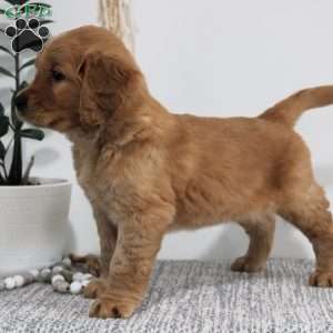 Jase, Golden Retriever Puppy