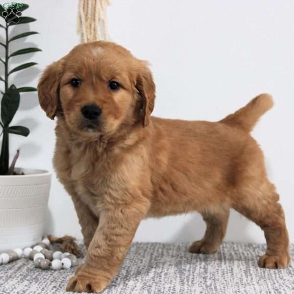 Jase, Golden Retriever Puppy