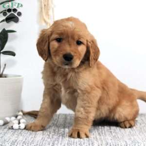 Jase, Golden Retriever Puppy