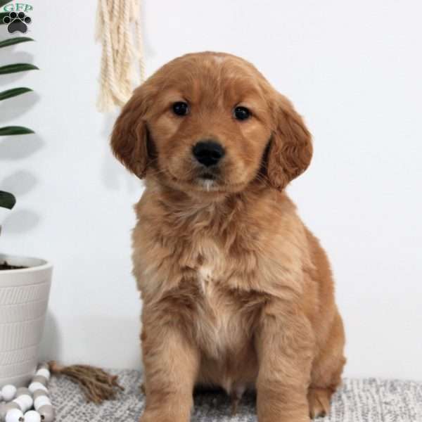 Rubble, Golden Retriever Puppy