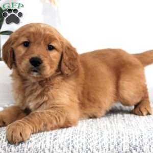 Rubble, Golden Retriever Puppy