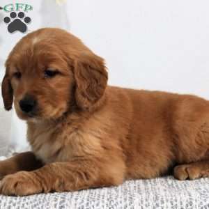 Rubble, Golden Retriever Puppy