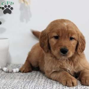 Rubble, Golden Retriever Puppy