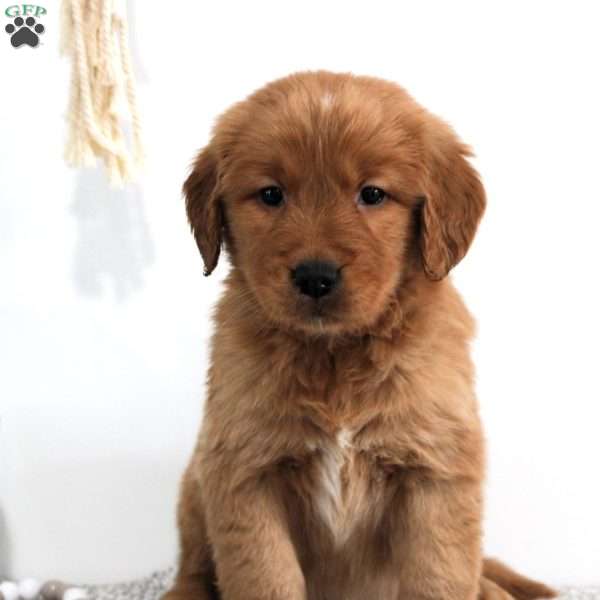 Rocky, Golden Retriever Puppy