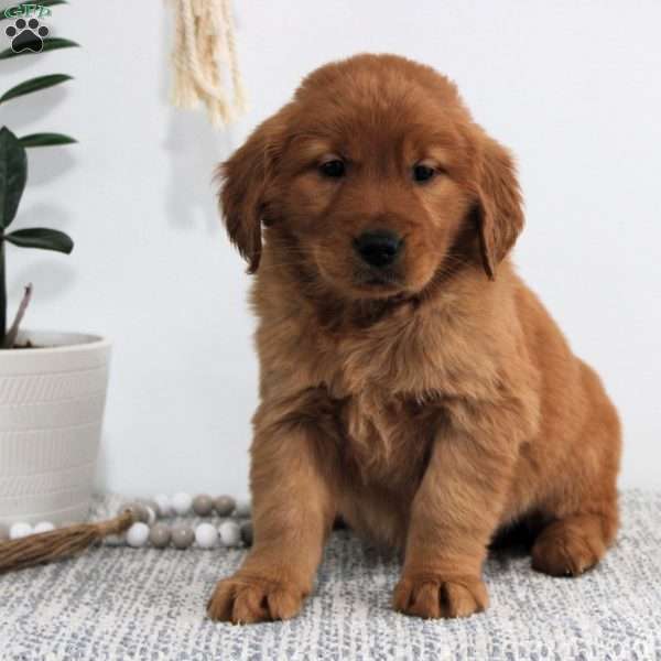 Honey, Golden Retriever Puppy