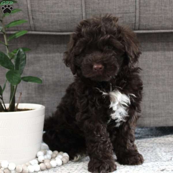 Tammy, Portuguese Water Dog Puppy