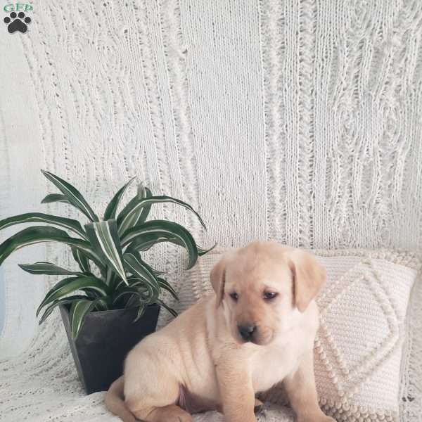 Loretta, Yellow Labrador Retriever Puppy