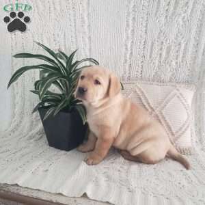 Louise, Yellow Labrador Retriever Puppy