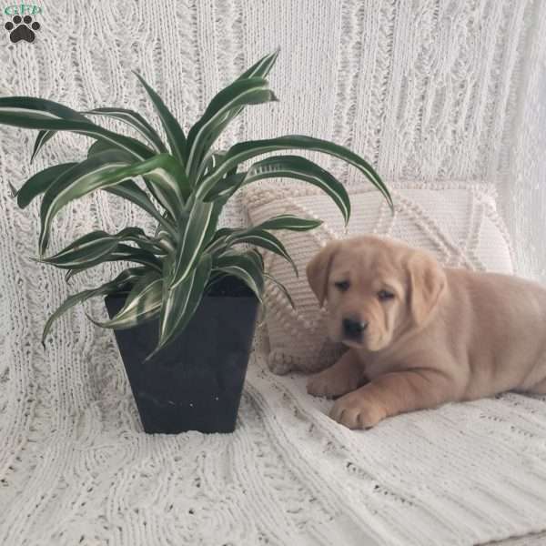 Louise, Yellow Labrador Retriever Puppy