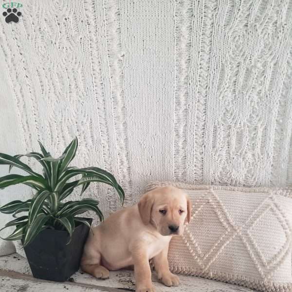 Lily, Yellow Labrador Retriever Puppy