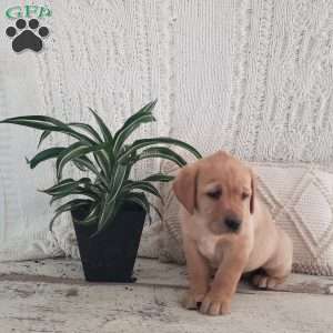 Lindsey, Yellow Labrador Retriever Puppy