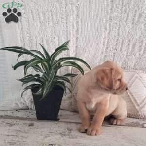 Lindsey, Yellow Labrador Retriever Puppy