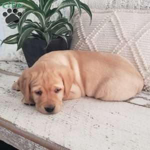 Lindsey, Yellow Labrador Retriever Puppy