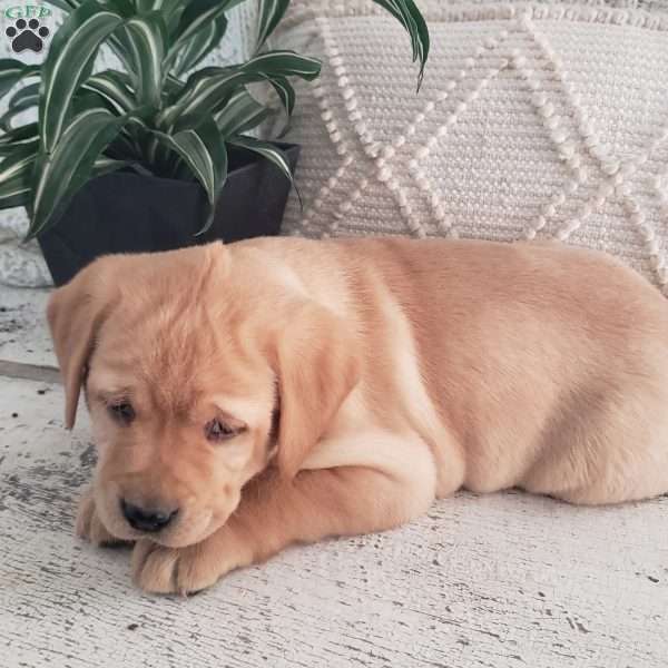 Lindsey, Yellow Labrador Retriever Puppy