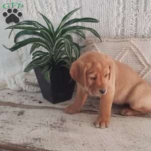 Lucy, Yellow Labrador Retriever Puppy