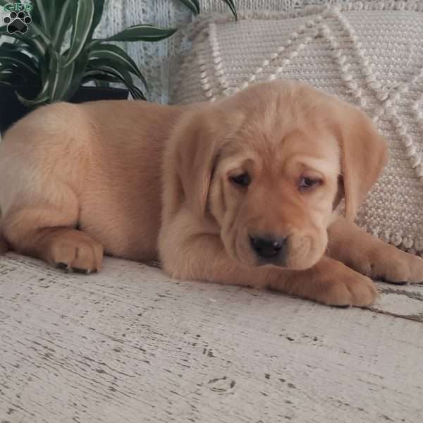 Luann, Yellow Labrador Retriever Puppy