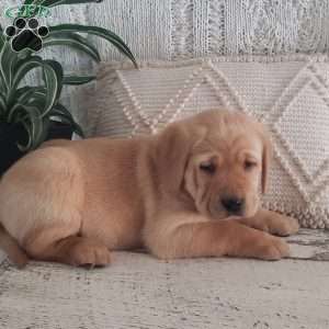 Luann, Yellow Labrador Retriever Puppy