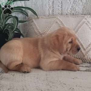 Luann, Yellow Labrador Retriever Puppy