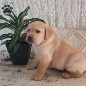 Lamar, Yellow Labrador Retriever Puppy