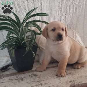 Lamar, Yellow Labrador Retriever Puppy