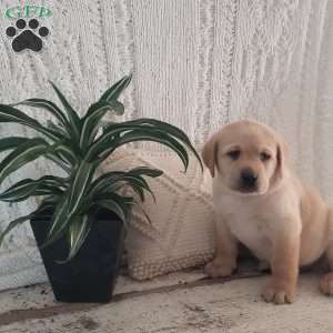 Lamar, Yellow Labrador Retriever Puppy