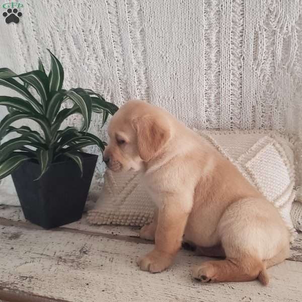 Lamar, Yellow Labrador Retriever Puppy