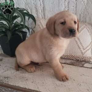 Logan, Yellow Labrador Retriever Puppy