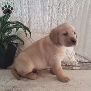 Logan, Yellow Labrador Retriever Puppy