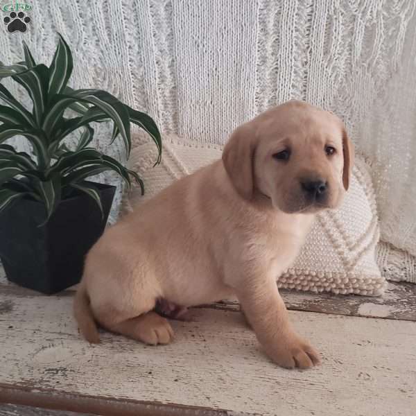 Logan, Yellow Labrador Retriever Puppy