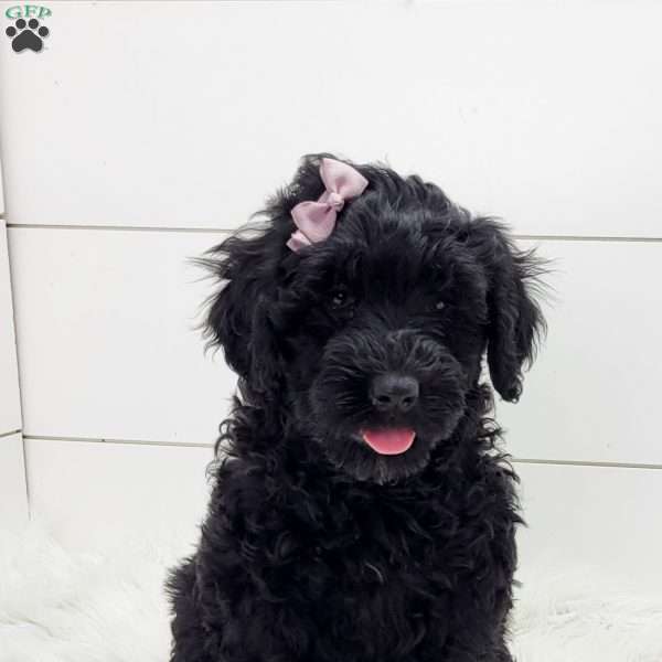 Nova, Portuguese Water Dog Puppy