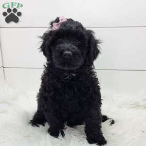 Nova, Portuguese Water Dog Puppy