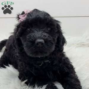 Nova, Portuguese Water Dog Puppy