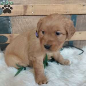 Laila, Golden Retriever Puppy