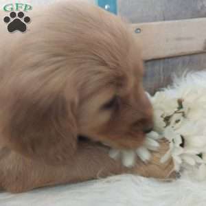 Luna, Golden Retriever Puppy