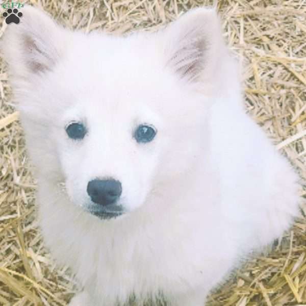 Max, American Eskimo Puppy