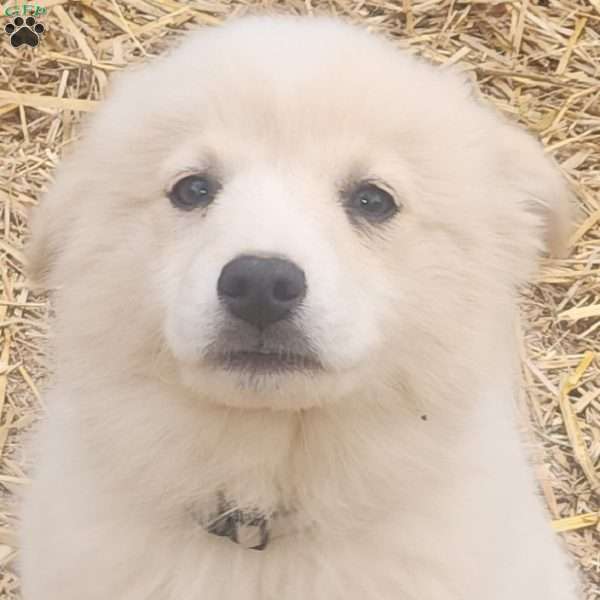 blue, American Eskimo Puppy