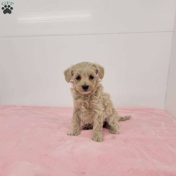 Muffin, Maltipoo Puppy