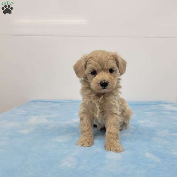 Mel, Maltipoo Puppy