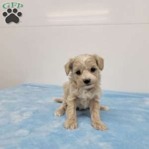 Max, Maltipoo Puppy