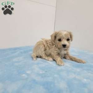 Max, Maltipoo Puppy