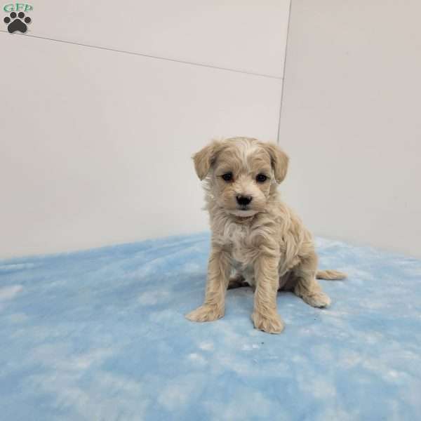 Max, Maltipoo Puppy