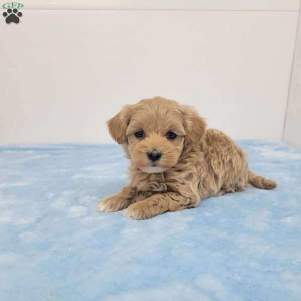 Matthew, Maltipoo Puppy