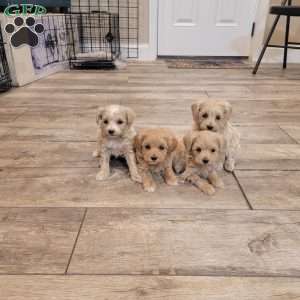 Max, Maltipoo Puppy