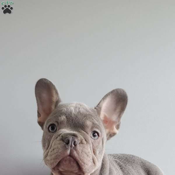 Dustin, French Bulldog Puppy