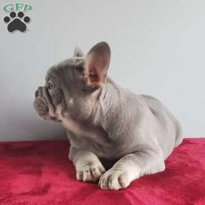 Dustin, French Bulldog Puppy