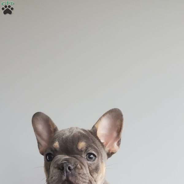 Dante’, French Bulldog Puppy