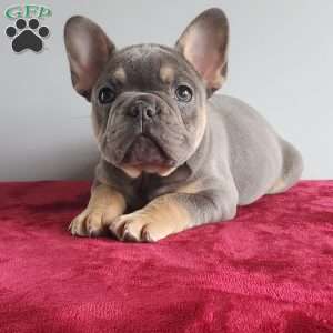 Dante’, French Bulldog Puppy