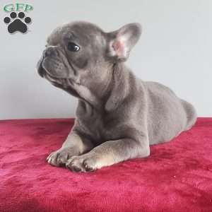 Dewy, French Bulldog Puppy