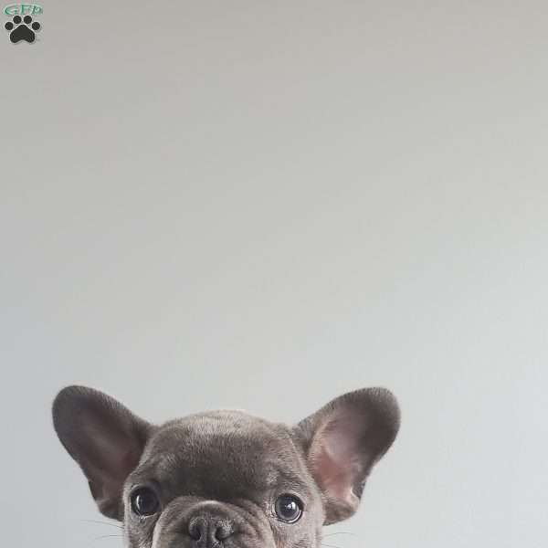 Dewy, French Bulldog Puppy