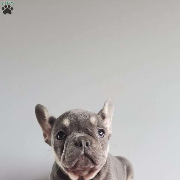 Dixie, French Bulldog Puppy